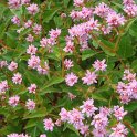 Polygonum rucinatum fleur